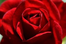 Thai Smile - Pixabay - czerwona róża