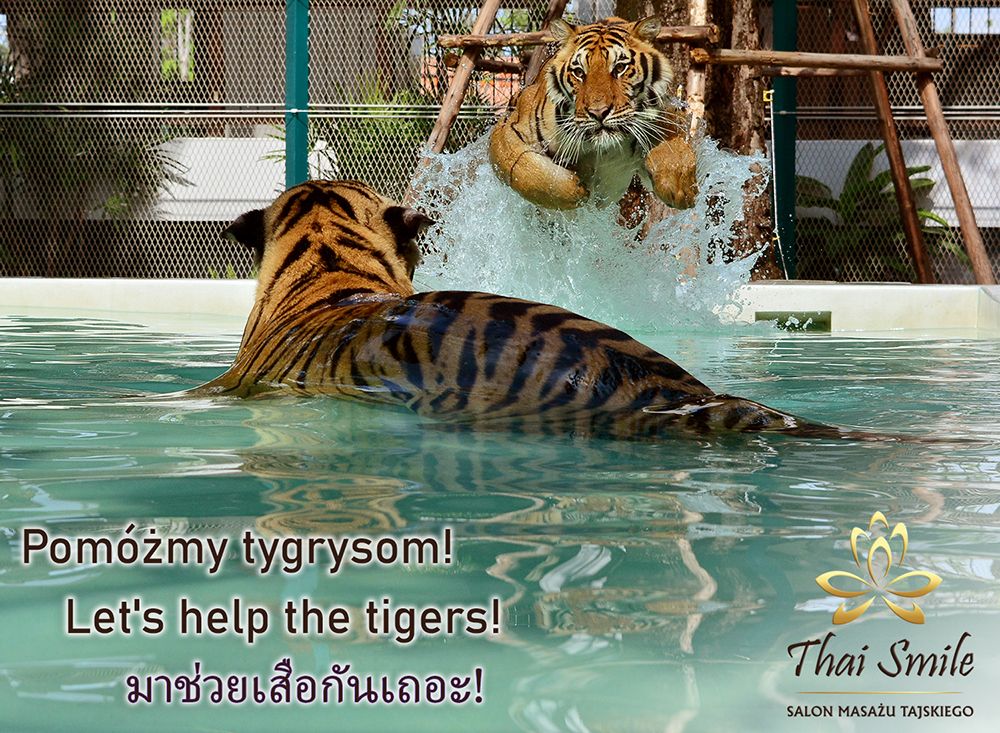 Działalność charytatywna Thai Smile 2019.10.30 - Pomoc Tygrysom
